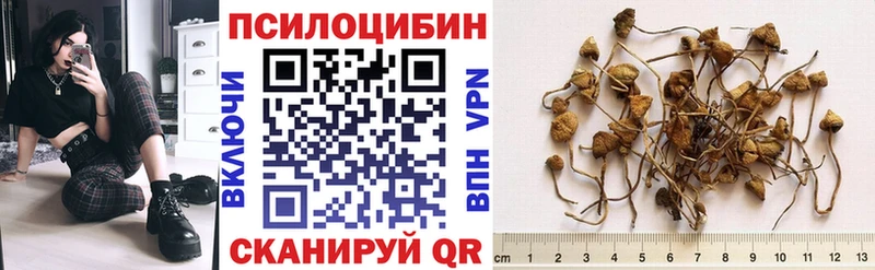 Псилоцибиновые грибы Psilocybe  darknet формула  Вилючинск 